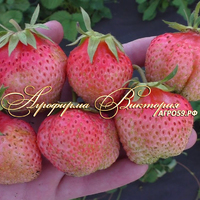 Клубника ФИНСКАЯ РОЗОВАЯ (КРУПНОМЕР! ОГРОМНЫЙ КУСТ, УРОЖАЙ В ГОД ПОСАДКИ) Клубника ФИНСКАЯ РОЗОВАЯ (КРУПНОМЕР! ОГРОМНЫЙ КУСТ, УРОЖАЙ В ГОД ПОСАДКИ)